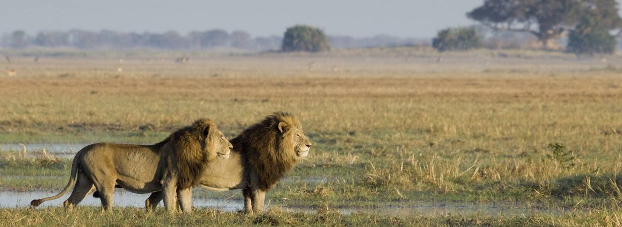 Gem Of Zambia Safari