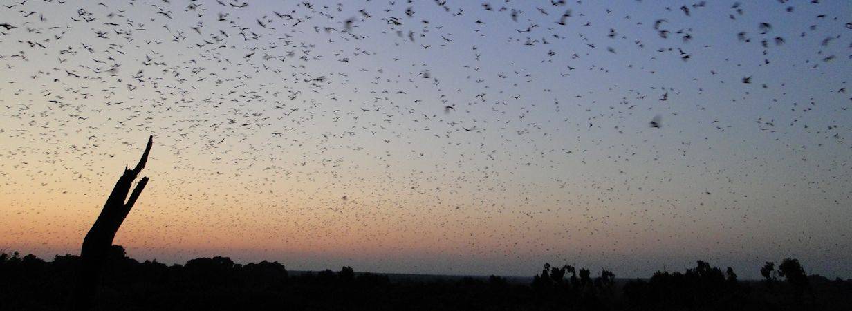 Kasanka Bat Safari