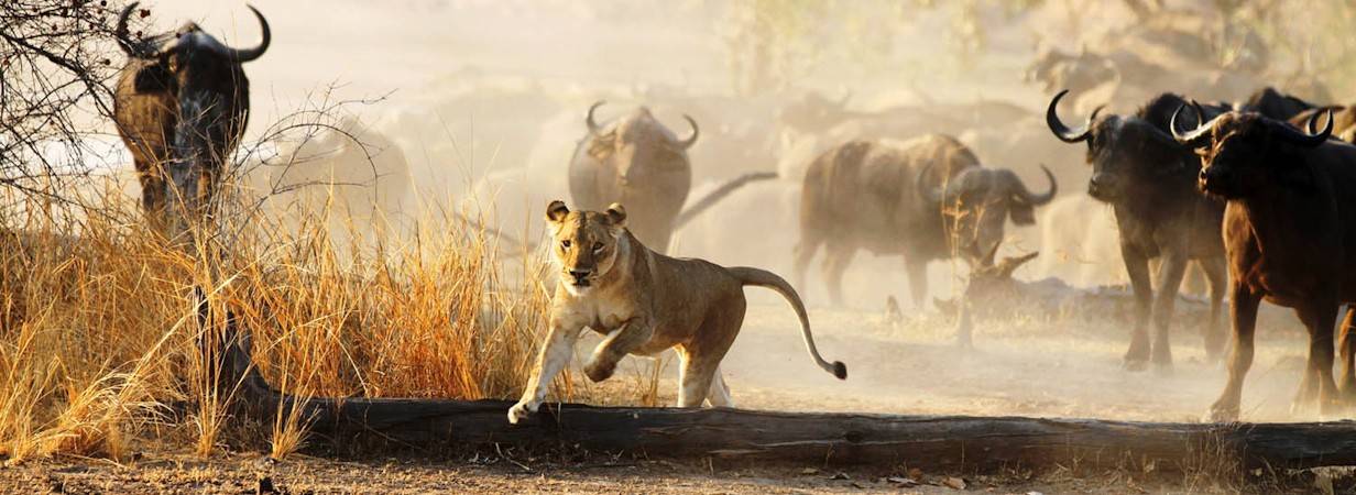 Zambia in a Week