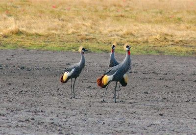 Lower Zambezi Kafue South Luangwa Authentic Zambia Safari 15 days wildlife parks Zambia