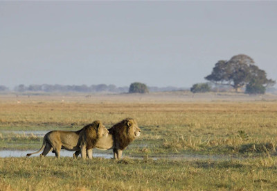 Busanga Plains remote Kafue National Park exclusive Authentic Zambia Safari