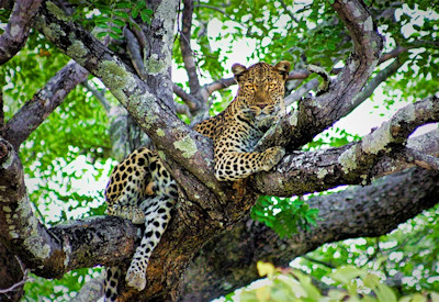 Leopard sighting South Luangwa National Park Best Of Zambia Safari Zambia