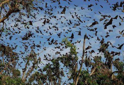 Kasanka National Park 10 million straw-coloured fruit bats migration dusk November Zambia