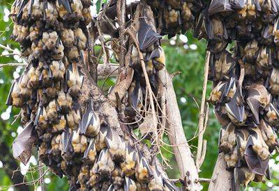 Kasanka Bat Safari Zambia Wasa Lodge 108 mammal species 450 birds November December