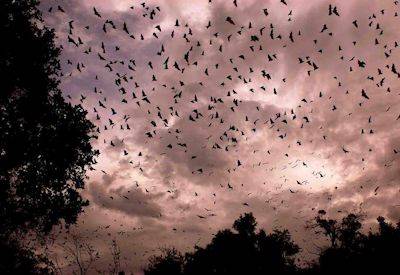 Kasanka National Park 390km² fruit bats forest Zambia Pel's fishing owl photography