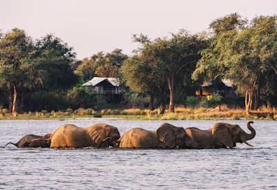 Elephants crossing Zambezi River Lower Zambezi National Park Zambia Two Rivers Safari