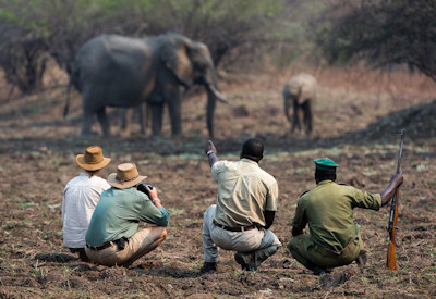 Walking safari South Luangwa National Park Tena Tena Camp Robin Pope Two Rivers Safari