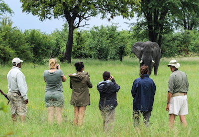 Bomani Tented Lodge walking safari Hwange National Park private gate Zimbabwe