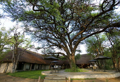 Camelthorn Lodge pristine acacia forest Ngamo Plains southern Hwange National Park Zimbabwe