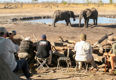 Camp Hwange game drive night drive walking safari lion leopard wild dog Zimbabwe