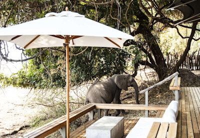 Elephant visiting Chikwenya Camp Sapi River Zambezi confluence Mana Pools Zimbabwe