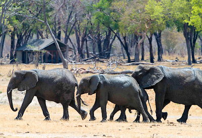 Davisons Camp wildlife at waterhole false mopane grove Linkwasha concession Hwange Zimbabwe