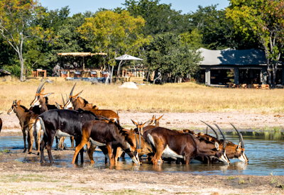 Sable antelope Little Makalolo Camp Makalolo Plains waterhole Hwange Zimbabwe