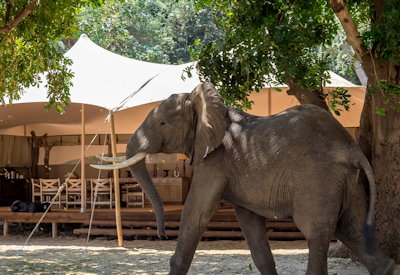Elephant and wildlife Mana Pools National Park Little Ruckomechi Camp Zimbabwe
