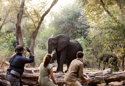 Game drive walking safari canoe fishing Little Ruckomechi Mana Pools Zimbabwe