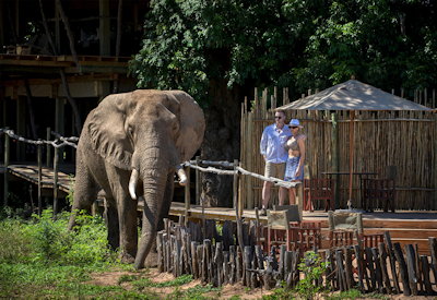 Wildlife walking through Nyamatusi Camp Mana Pools UNESCO Zimbabwe