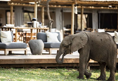 Elephant buffalo lion wild dog Ruckomechi Camp Mana Pools National Park Zimbabwe
