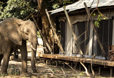 Elephant room service Ruckomechi Camp Mana Pools Zimbabwe Wilderness Safaris