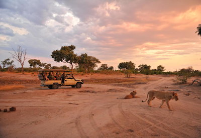 Game drive walking safari birding 400 species Somalisa Acacia Hwange Zimbabwe