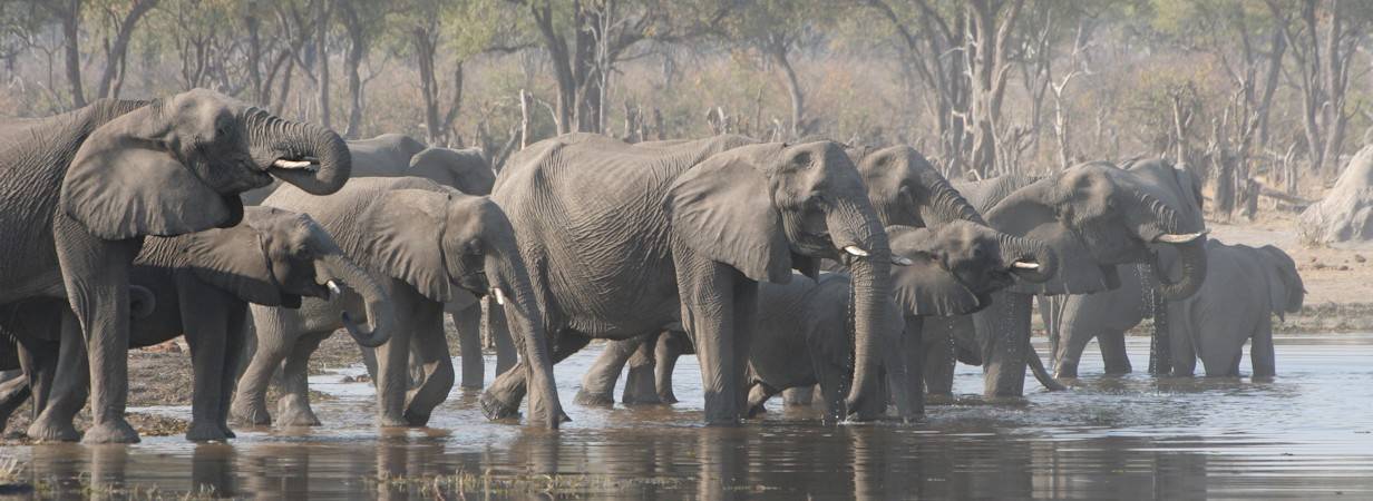 Game Trail Accommodated Safari