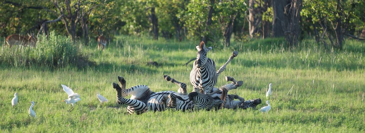 Game Trail Camping Safari