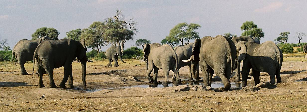 Kruger & Zimbabwe Safari