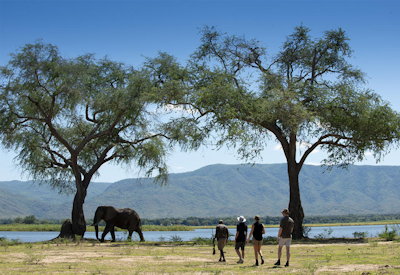 Walking safari Zambezi River Mana Pools National Park Best Of Zambezi Safari Zimbabwe