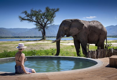 Zambezi Valley wildlife lion elephant wild dog Mana Pools Best Of Zambezi Safari