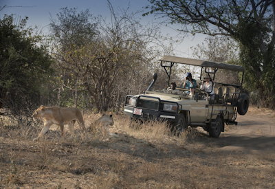 Mana Pools National Park game drive wild dog lion Best Of Zimbabwe Safari