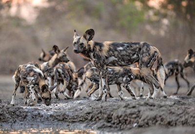 African wild dog Mana Pools National Park UNESCO Mana Pools Adventure Safari Zimbabwe