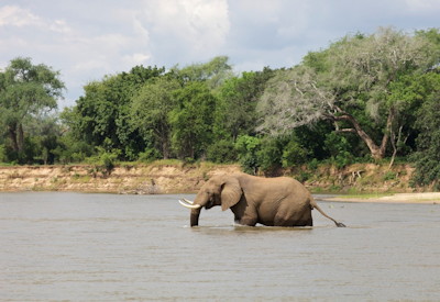 Elephant hippo crocodile wildlife sightings Mana Island Trail Safari Zambezi Zimbabwe