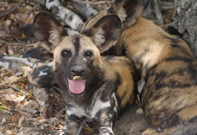 African wild dog Zimbabwe Okavango Delta Botswana Game Trail Camping Safari